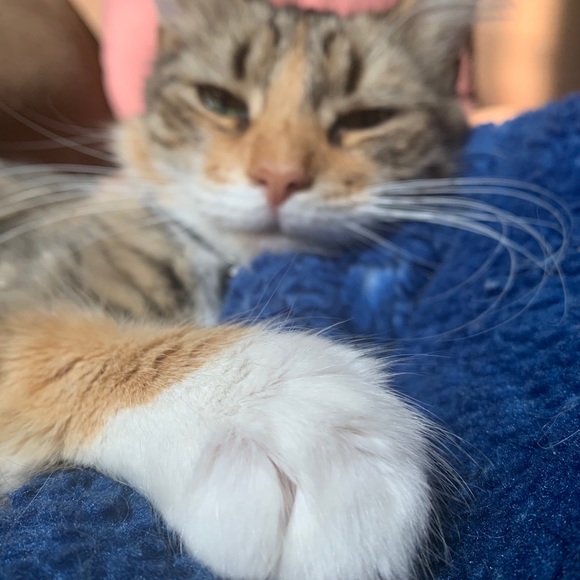 Meet your Posher, Kynnie - Picture 1 of 1